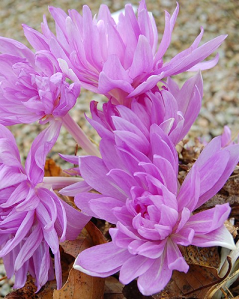 Colchicum waterlily